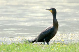 D-C Cormorant DSC_6534-1.jpg