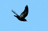 Diving Crow DSC_7503-1.jpg