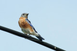 E.Bluebird, Westport DSC_7350-1.jpg