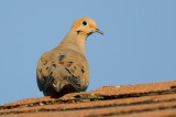 Mourning Dove DSC_6415-1.jpg
