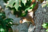 Red Squirrel DSC_7439-1.jpg