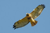 Red-tail DSC_7666-1.jpg
