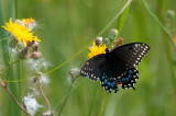 Swallowtail, Grand Pre DSC_5694.jpg