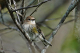 Y-R Warbler, Pt.Wms DSC_7567-1.jpg