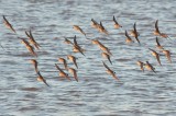 Dunlin and White-rumps DSC_7703-1.jpg