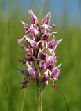 Orchis simia
