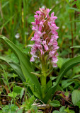 Dactylorhiza incarnata ssp. dunensis