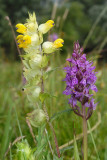 D. praetermissa ssp. junialis en grote ratelaar