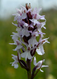 Dactylorhiza praetermissa, wit