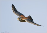 American Kestrel flight 61