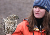 Mariah holding a Northern Goshawk