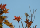 Red-breasted Nuthatch