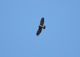 Adult Golden Eagle