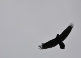 Common Raven