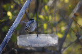 Chickadee feeding