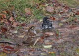White-throated Sparrow and Dark-eyed Junco bathing alonside the road