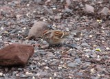 American Tree Sparrow