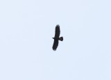 Adult Golden Eagle
