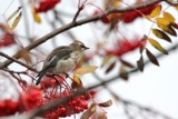 Juvenile Cedar Waxwing