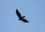 Golden Eagle