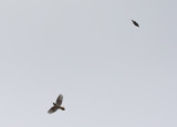 Hairy Woodpecker (left) & Black-backed Woodpecker (right)