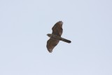 Juvenile Northern Goshawk