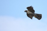 Immature Northern Goshawk