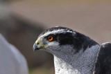 Northern Goshawk - adult