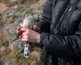Adult Sharp-shinned Hawk