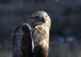 Rough-legged Hawk