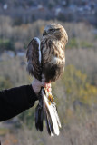 Rough-legged Hawk