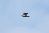 Northern Goshawk