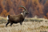 Stambecco-Alpine Ibex (Capra ibex)