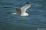 Gabbiano corso- Audouin's Gull (Larus audouinii)