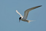 Sterna comune-Common Tern (Sterna hirundo)