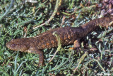 Pleurodele-Spanish Ribbed Newt (Pleurodeles waltl)