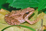 Rana dalmatina-Agile Frog (Rana dalmatina)
