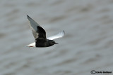 Mignattino alibianche-White-winged Tern (Chlidonias leucopterus)