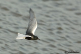Mignattino alibianche-White-winged Tern (Chlidonias leucopterus)
