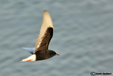 Mignattino alibianche-White-winged Tern (Chlidonias leucopterus)