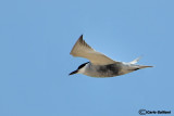 Mignattino piombato-Whiskered Tern (Chlidonias hybridus)