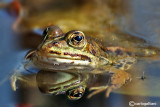 Rana verde-Green Frog (Pelophylax kl. sp.)