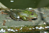Rana verde-Green Frog (Pelophylax kl. sp.)