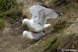 Gabbiano reale nordico-Herring Gull (Larus argentatus)