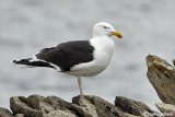 Mugnaiaccio-Great Black-backed Gull (Larus marinus)