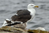 Mugnaiaccio-Great Black-backed Gull (Larus marinus)