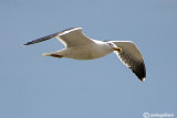 Zafferano-Lesser Black-backed Gull (Larus fuscus)