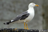 Zafferano-Lesser Black-backed Gull (Larus fuscus)