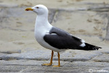 Zafferano-Lesser Black-backed Gull (Larus fuscus)