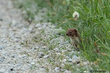 Donnola - Least Weasel (Mustela nivalis)